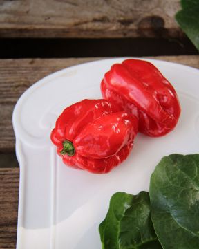 Havannapaprika Naga Morich