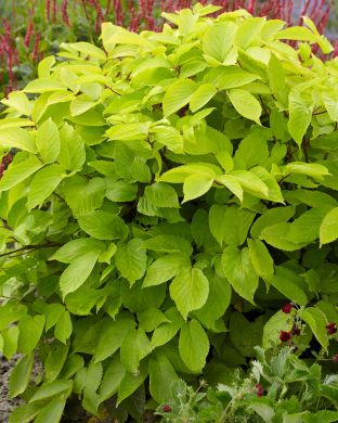 Hertta-aralia Sun King