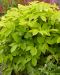 Hertta-aralia Sun King