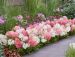 Minijapaninhortensia Groundbreaker® Blush