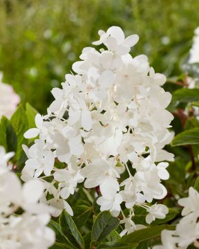 Minijapaninhortensia Groundbreaker® Blush