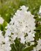 Minijapaninhortensia Groundbreaker® Blush