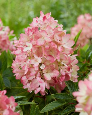Minijapaninhortensia Groundbreaker® Blush