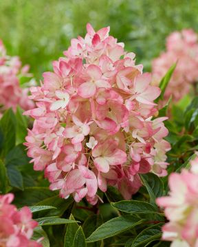Minijapaninhortensia Groundbreaker® Blush