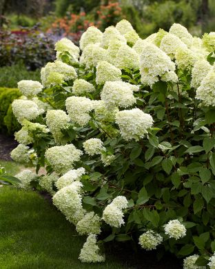 Syreenihortensia Limelight
