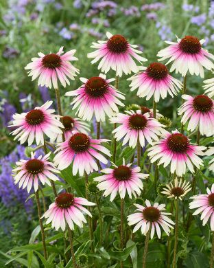 Kaunopunahattu Special White Purple 3 kpl