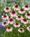 Kaunopunahattu Special White Purple 3 kpl
