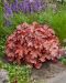 Keijunkukka Boysenberry 3 kpl