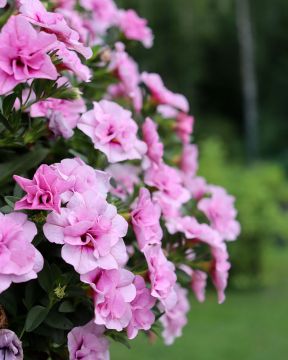 Kerrattu miljoonakello Double Pink Blush