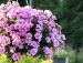 Kerrattu miljoonakello Double Pink Blush