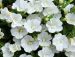 Kerrattu miljoonakello Double White