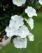 Kerrattu miljoonakello Double White