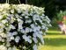 Kerrattu miljoonakello Double White