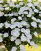 Kerrattu miljoonakello Double White