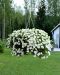 Kerrattu miljoonakello Double White