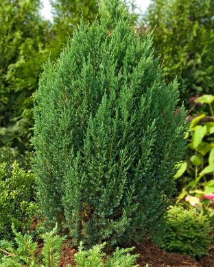 Kiinankataja Stricta