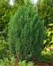 Kiinankataja Stricta