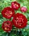 Kiinanpioni Buckeye Belle 3 kpl