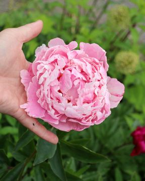 Kiinanpioni Sarah Bernhardt 3 kpl