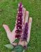 Koreaniiso Beelicious Pink 3 kpl