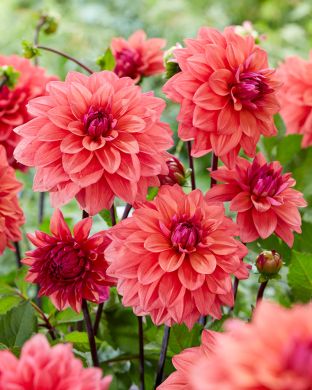 Koristedaalia American Dawn 3 kpl