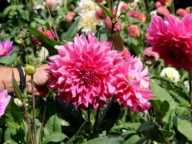 Koristedaalia Cafe au Lait Rose 3 kpl