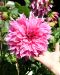 Koristedaalia Cafe au Lait Rose 3 kpl