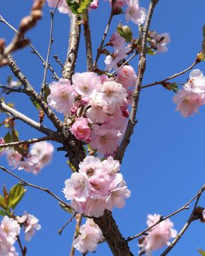Koristekirsikka Kevätsuudelma