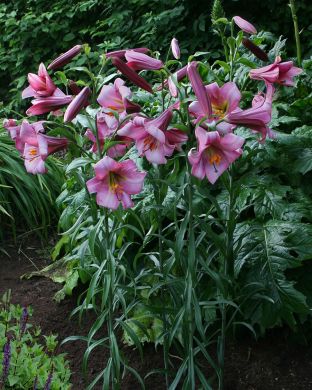Kuningaslilja Pink Perfection 5 kpl