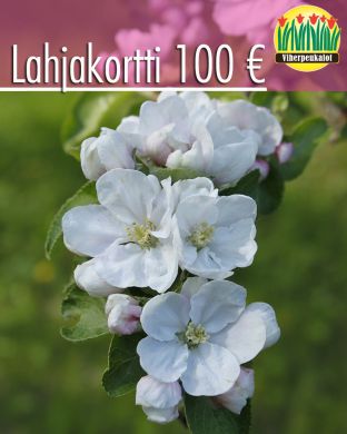 Lahjakortti 100