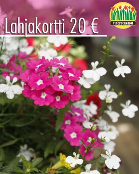 Lahjakortti 20