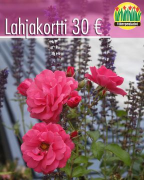 Lahjakortti 30