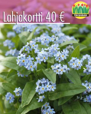 Lahjakortti 40