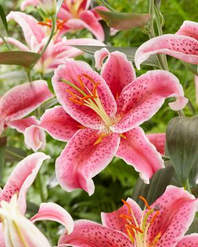 Oriental-lilja Stargazer 5 kpl