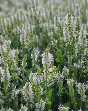Loistosalvia Schneehugel 3 kpl