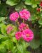 Mansikka Summer Breeze Cherry 5 kpl