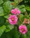 Mansikka Summer Breeze Cherry 5 kpl
