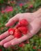Mansikka Summer Breeze Cherry 5 kpl
