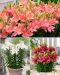 Matalat liljat mix 30 kpl