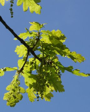Metsätammi