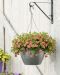 Kerrattu miljoonakello Double Apricote 3 kpl