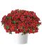 Miljoonakello Exotic Red Bling