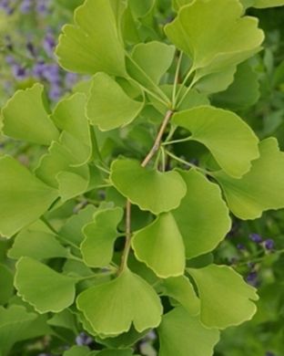 Neidonhiuspuu