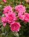 Peittoruusu Pink Fairy 3 kpl