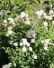 Peittoruusu White Fairy 3 kpl