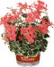 Koristepelargoni Frank Headley