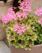 Tähtipelargoni Lotusland