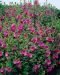 Pensasmalvikki Burgundy Wine 3 kpl