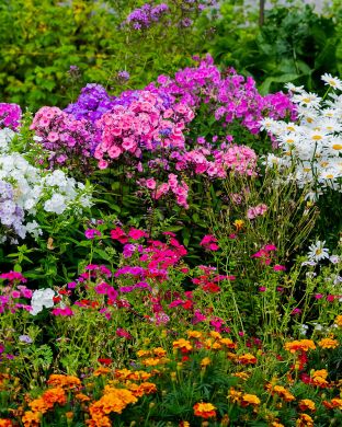 Perenna mix 24 kpl