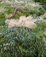 Piikkiaralia